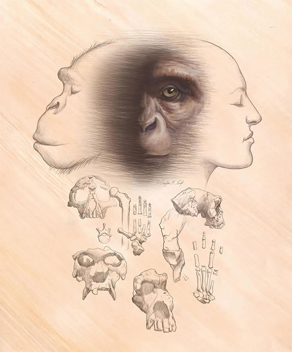 Picture 4 of There is a 130,000 year gap in human evolutionary history, so what happened during this period?