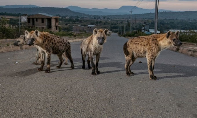 Picture 1 of There is a city that loves hyenas as pets