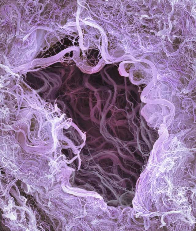 There is a hidden universe inside our bodies and this is proof Picture 11