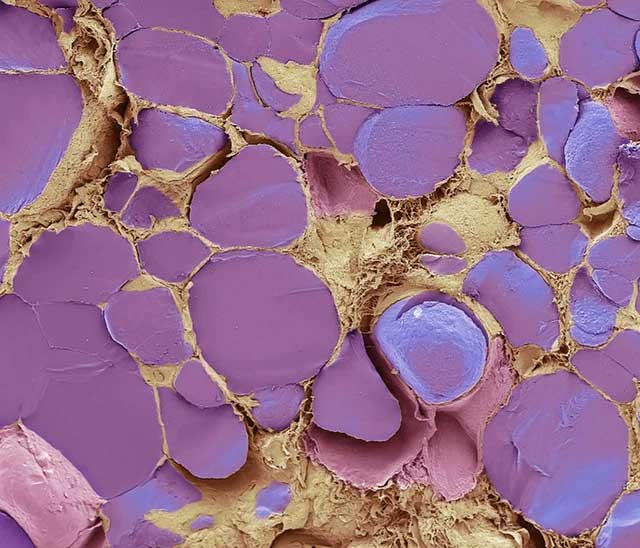 There is a hidden universe inside our bodies and this is proof Picture 14