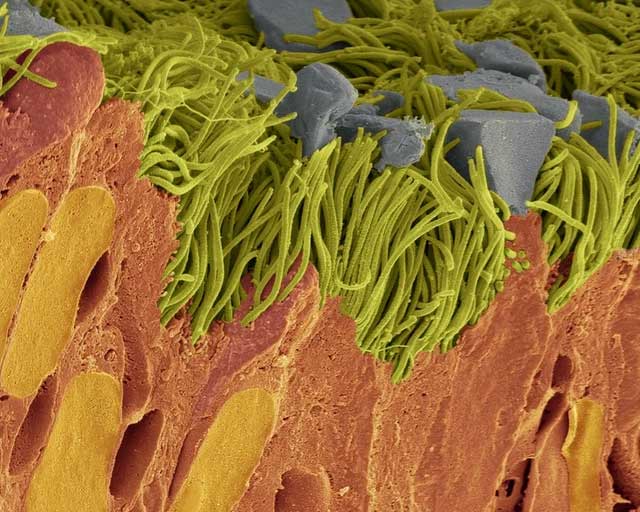There is a hidden universe inside our bodies and this is proof Picture 16