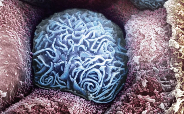 There is a hidden universe inside our bodies and this is proof Picture 20