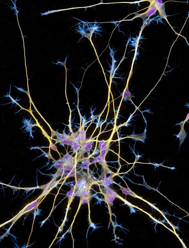 There is a hidden universe inside our bodies and this is proof Picture 5