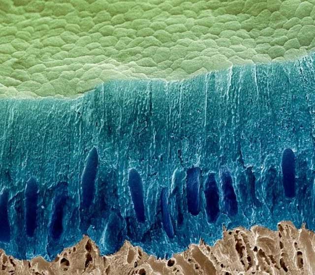 There is a hidden universe inside our bodies and this is proof Picture 7