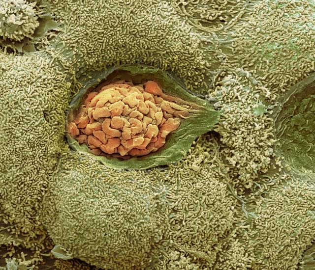 There is a hidden universe inside our bodies and this is proof Picture 8