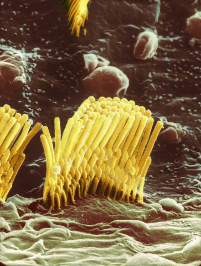 There is a hidden universe inside our bodies and this is proof Picture 9