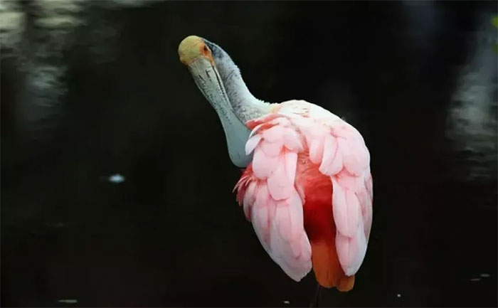 Picture 2 of There will be no more shiny shiny feathers, birds are gradually becoming 'fade' literally