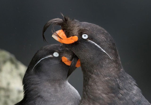 Picture 1 of These animals are particularly known for their ability to emit captivating scents.