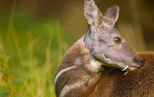 Picture 3 of These animals are particularly known for their ability to emit captivating scents.
