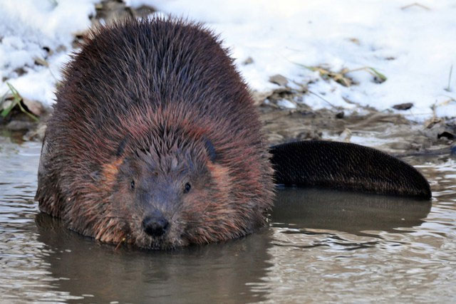 Picture 4 of These animals are particularly known for their ability to emit captivating scents.