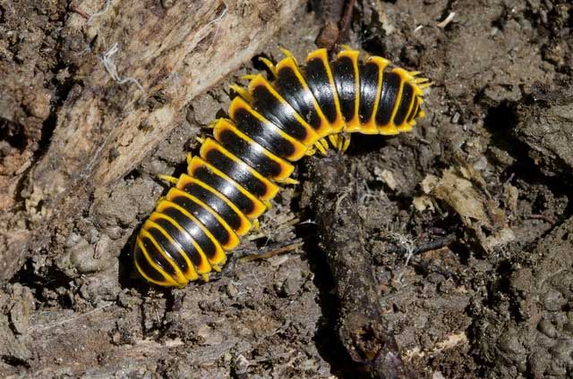Picture 5 of These animals are particularly known for their ability to emit captivating scents.