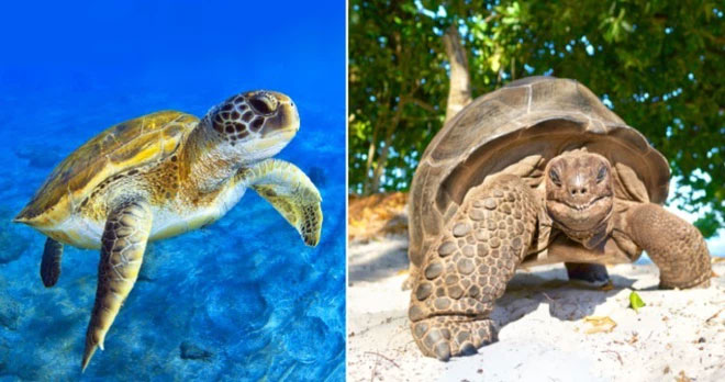 These animals can be mistaken for each other at first glance. Picture 2
