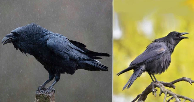 These animals can be mistaken for each other at first glance. Picture 3