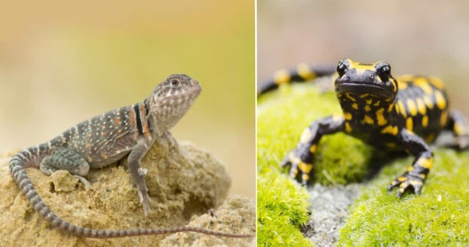 These animals can be mistaken for each other at first glance. Picture 4