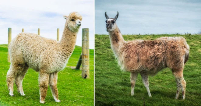 These animals can be mistaken for each other at first glance. Picture 5