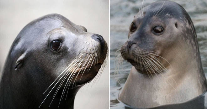 These animals can be mistaken for each other at first glance. Picture 6