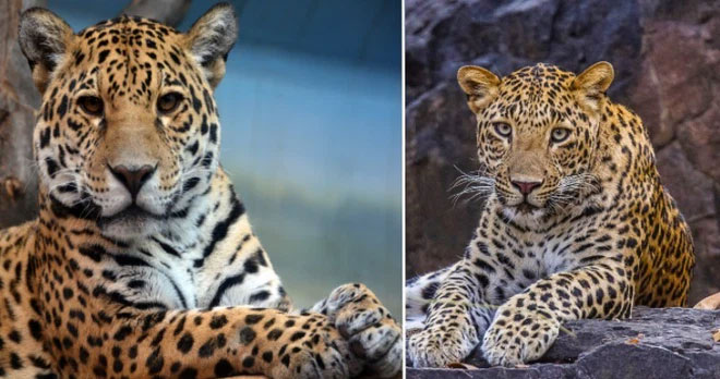 These animals can be mistaken for each other at first glance. Picture 7