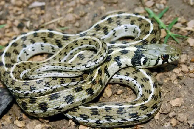Picture 3 of These females do not need males to reproduce. The natural world is so strange!
