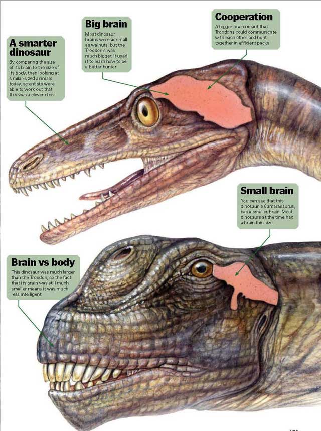 Picture 2 of Things you didn't know about dinosaurs