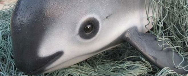 Picture 2 of This extremely rare dolphin is actually on the verge of extinction, with less than 10 left in the world.