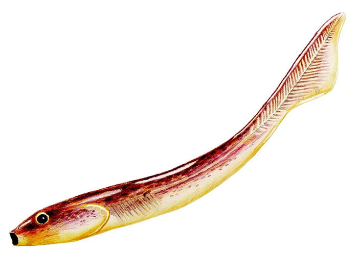 Picture 1 of This fish-like creature could be an ancient human ancestor