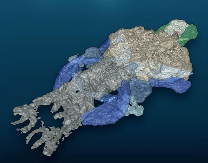 Picture 2 of This fish-like creature could be an ancient human ancestor