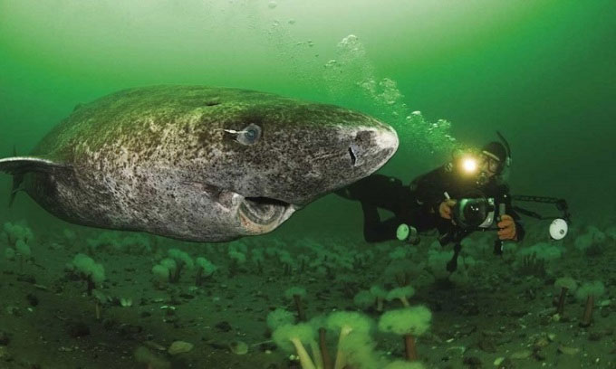 Picture 1 of This is a shark that can live for hundreds of years