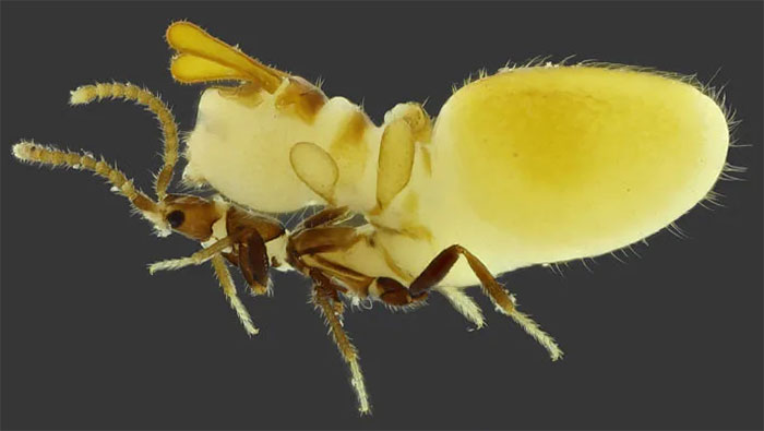 Picture 3 of This is the laziest and most mischievous insect on the planet, it doesn't work but still wants to eat.