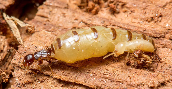 Picture 4 of This is the laziest and most mischievous insect on the planet, it doesn't work but still wants to eat.