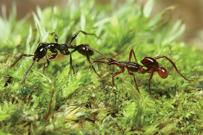 Picture 5 of This is the laziest and most mischievous insect on the planet, it doesn't work but still wants to eat.