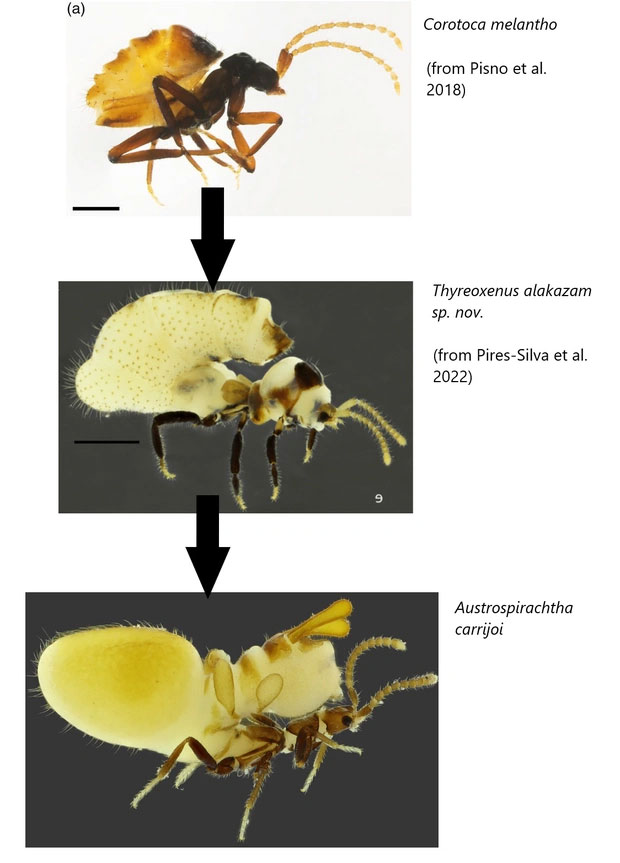 Picture 6 of This is the laziest and most mischievous insect on the planet, it doesn't work but still wants to eat.