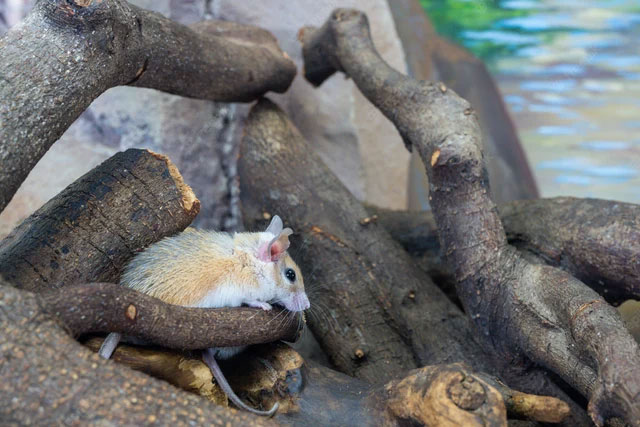 Picture 1 of This little mouse could hold the key to a future medical revolution!