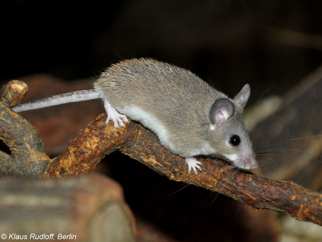 Picture 2 of This little mouse could hold the key to a future medical revolution!