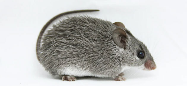 Picture 4 of This little mouse could hold the key to a future medical revolution!