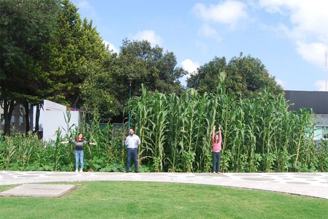 This Mexican town produces the largest corn in the world Picture 3