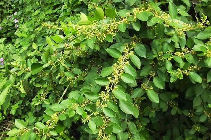 Picture 1 of This plant is a 'golden medicine' that helps control blood sugar and lower blood pressure effectively.