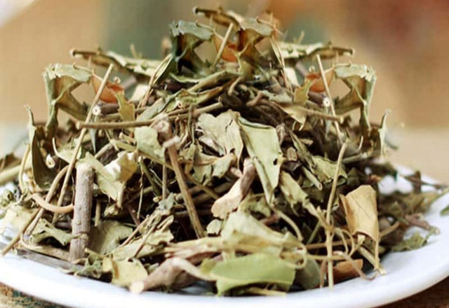Picture 2 of This plant is a 'golden medicine' that helps control blood sugar and lower blood pressure effectively.