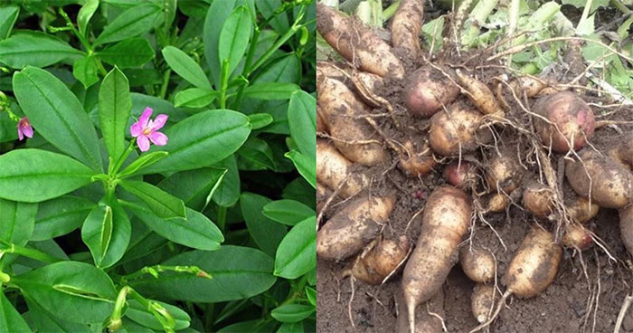 Picture 1 of This plant is considered 'poor man's ginseng' to help treat bones and joints and cool the body