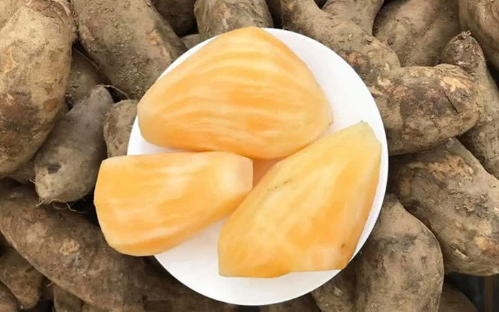 Picture 3 of This plant is considered 'poor man's ginseng' to help treat bones and joints and cool the body