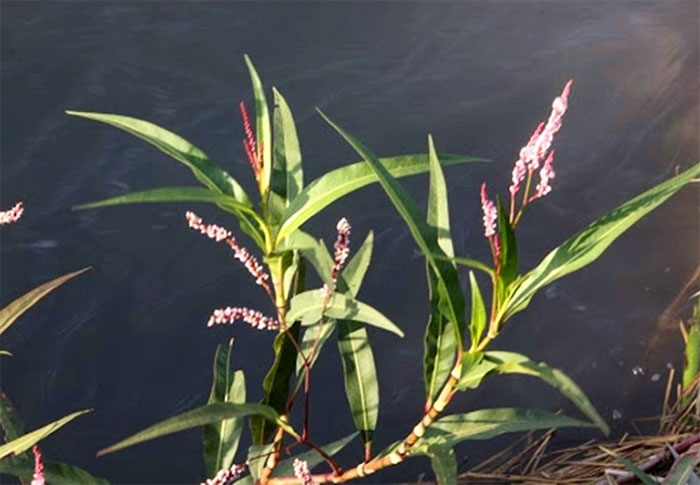This plant is spicier than chili peppers. It's thought to be a weed, but it can be used to make wine and medicine. Picture 1