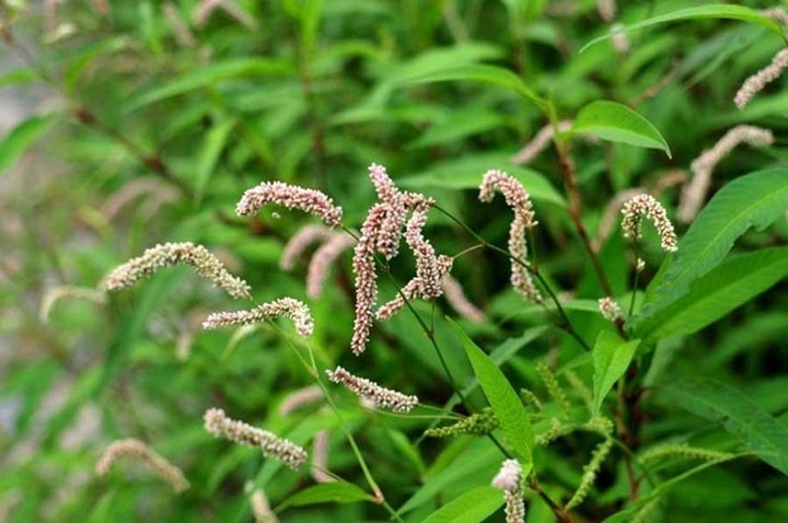 This plant is spicier than chili peppers. It's thought to be a weed, but it can be used to make wine and medicine. Picture 2