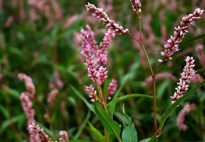 This plant is spicier than chili peppers. It's thought to be a weed, but it can be used to make wine and medicine. Picture 3