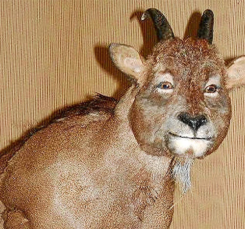 This strange creature with a sheep-like face and human-like eyes soon disappeared after being tamed by humans Picture 2
