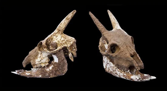 This strange creature with a sheep-like face and human-like eyes soon disappeared after being tamed by humans Picture 3