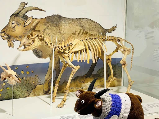 This strange creature with a sheep-like face and human-like eyes soon disappeared after being tamed by humans Picture 5
