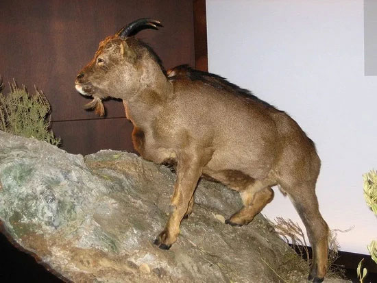 This strange creature with a sheep-like face and human-like eyes soon disappeared after being tamed by humans Picture 6
