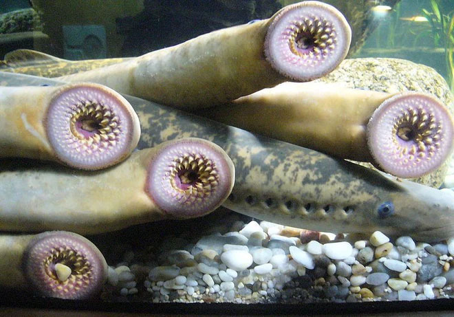 Picture 2 of This terrifying toothed parasitic fish inspired robotics