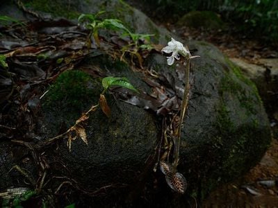 This type of grass that grows on cliffs and streams in Vietnam makes Chinese merchants spend hundreds of millions to buy it Picture 2