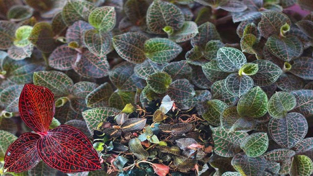 This type of grass that grows on cliffs and streams in Vietnam makes Chinese merchants spend hundreds of millions to buy it Picture 3