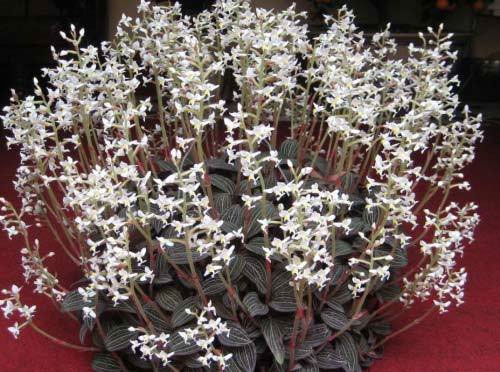 This type of grass that grows on cliffs and streams in Vietnam makes Chinese merchants spend hundreds of millions to buy it Picture 4